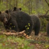 Niedźwiedzie podczas rui