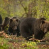 Dorosłe niedźwiedzie podczas rui
