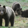 Bieszczadzkie niedźwiedzie. Kwiecień 2009