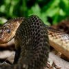 Wąż eskulapa. Skrajnie zagrożony gatunek