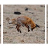 A tak wygląda polowanie lisa :)
