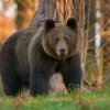 Kolejny niedźwiedź, którego udało mi się sfotografować w Bieszczadach. 2014