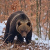 Niedźwiedź brunatny. Początek kwietnia 2015, Bieszczady