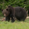Wielki niedźwiedź brunatny, sfotografowany w trakcie godów