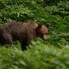 niedźwiedź brunatny w zakrzaczonych Bieszczadach :)
